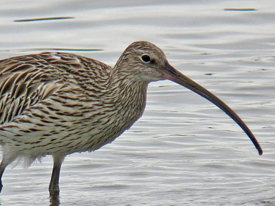 Eurasian Curlew