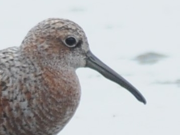 Curlew Sandpiper