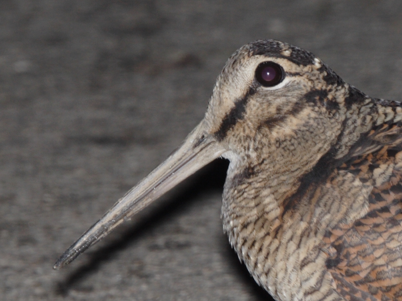 Eurasian Woodcock