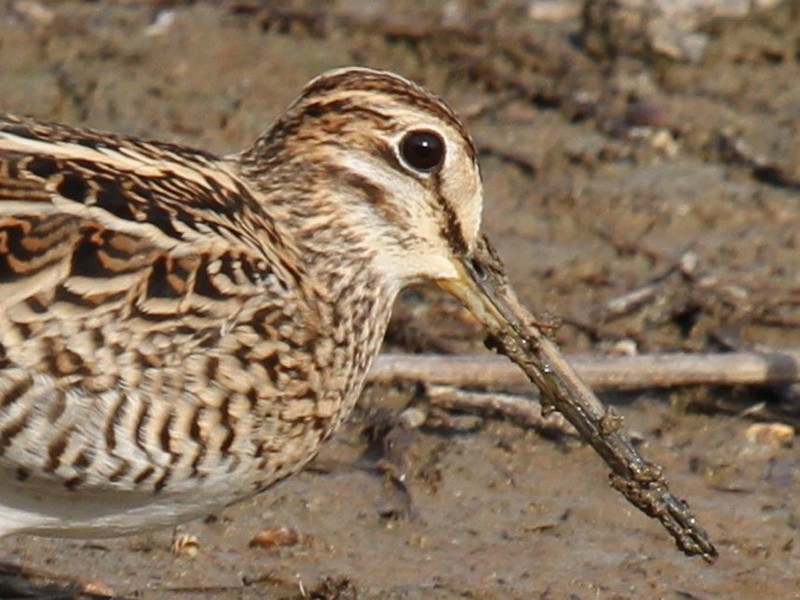 Common Snipe