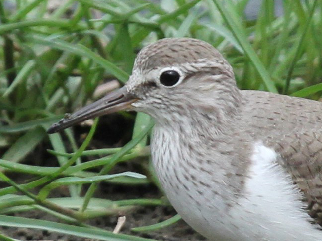 Common Sandpiper