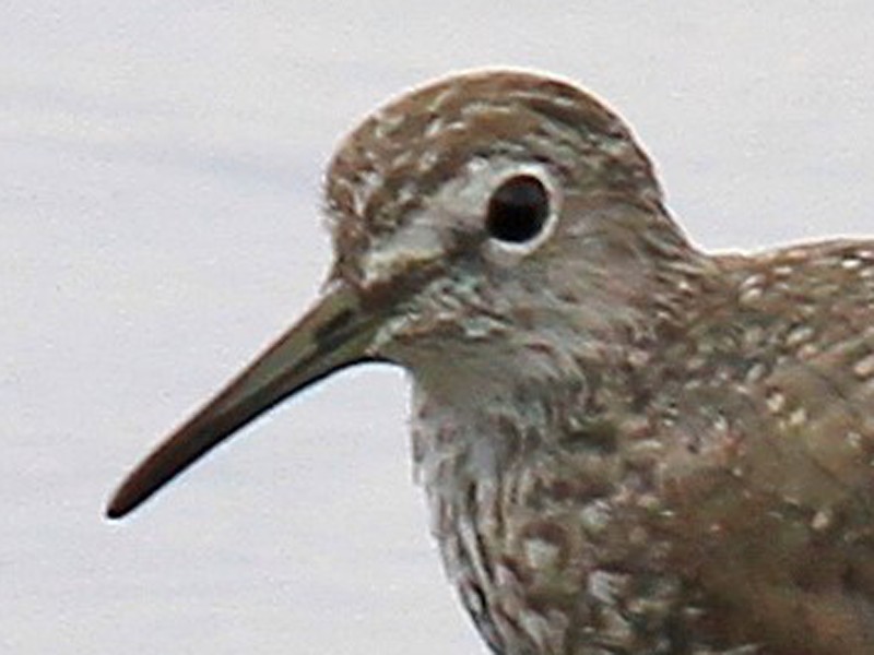 Green Sandpiper