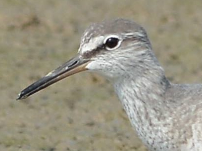 Grey-tailed Tattler