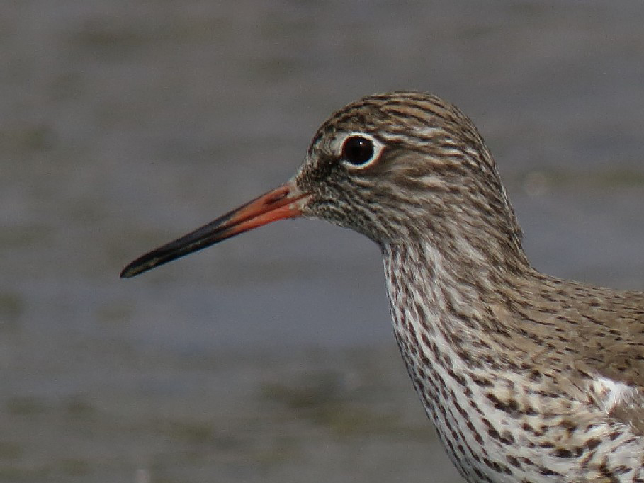 Common Redshank