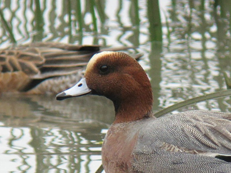 Eurasian Wigeon