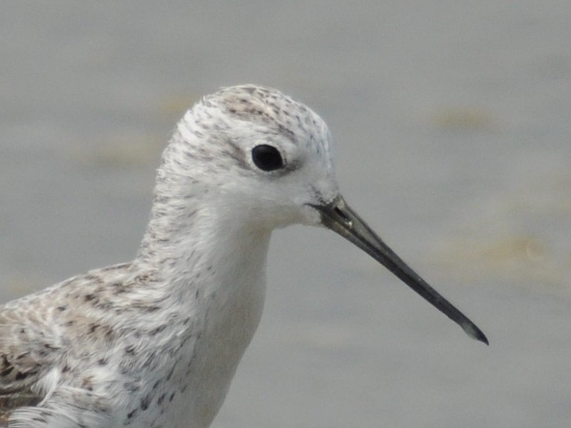 Marsh Sandpiper