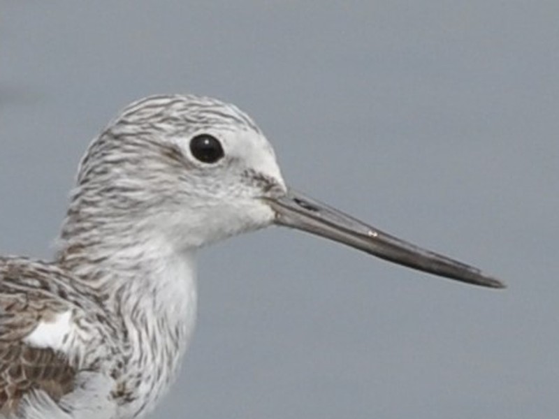 Common Greenshank