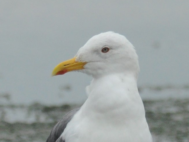 Lesser Black-backed Gull