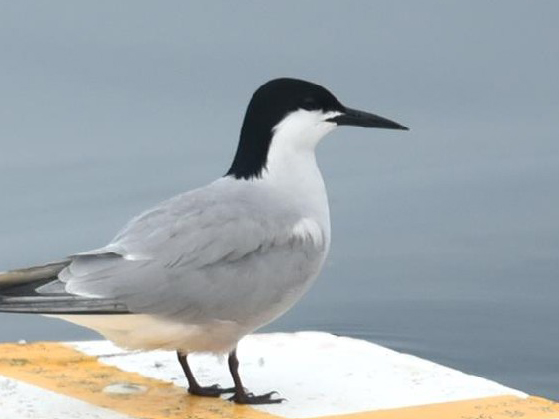 Common Tern