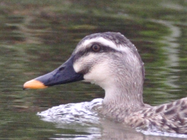 Chinese Spot-billed Duck