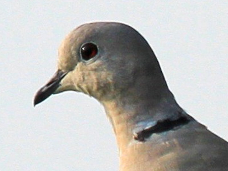 Eurasian Collared Dove