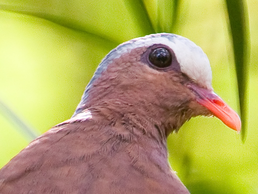 Common Emerald Dove