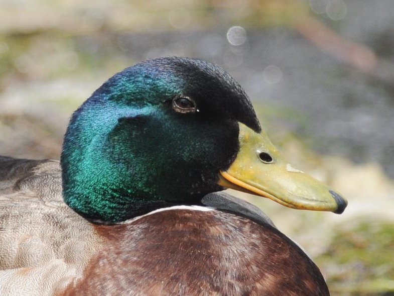 Mallard