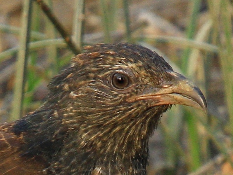 Greater Coucal