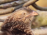 Lesser Coucal