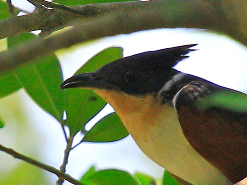 Chestnut-winged Cuckoo