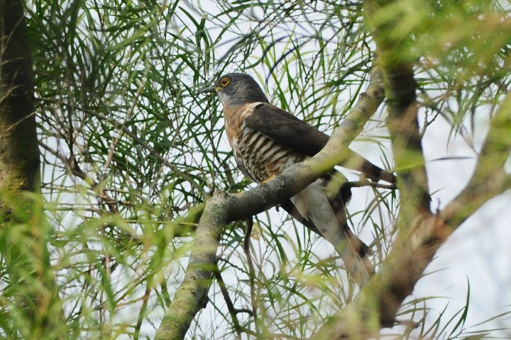 Large Hawk-cuckoo