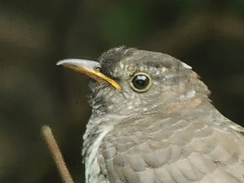 Lesser Cuckoo