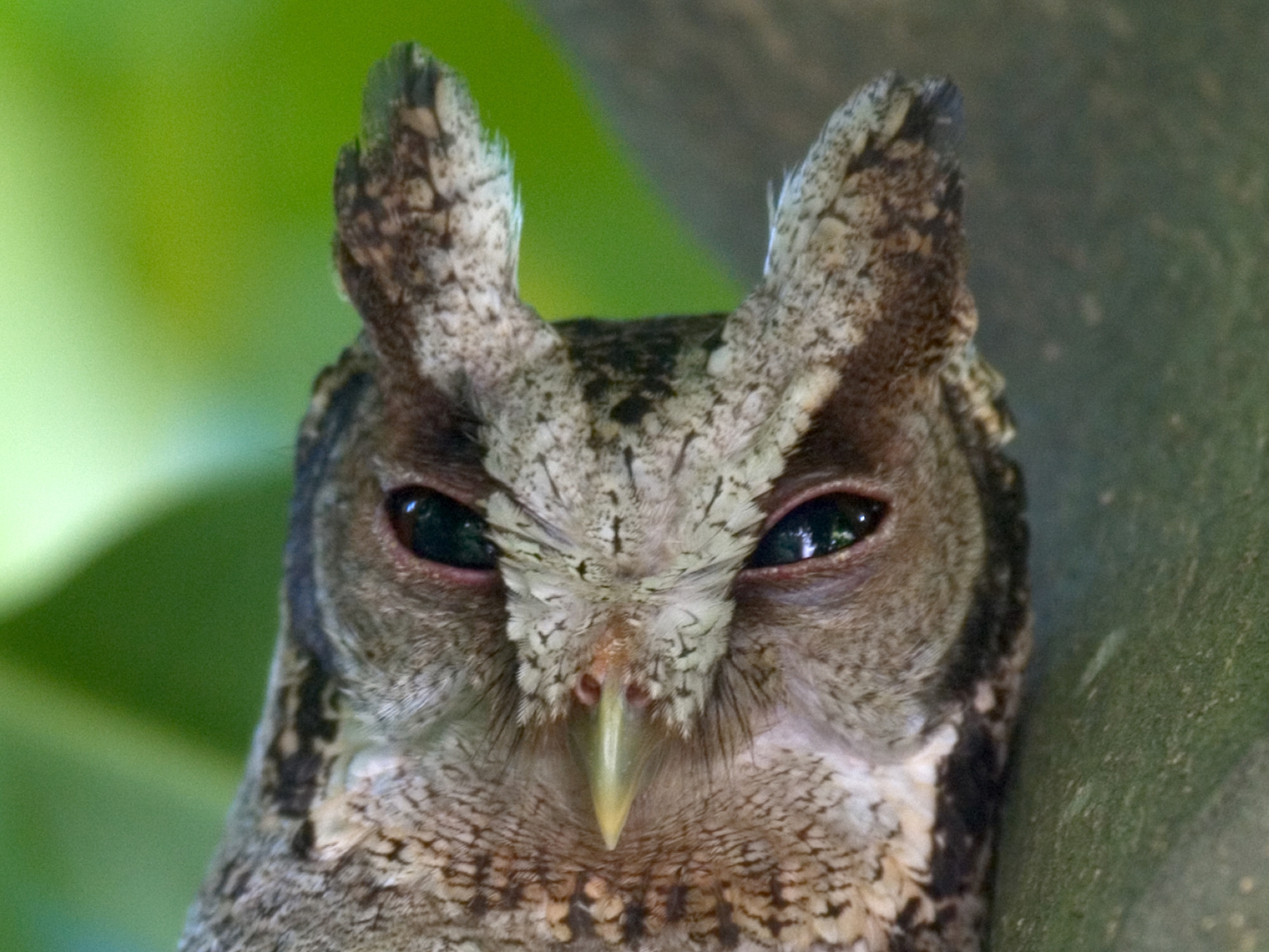 Collared Scops Owl