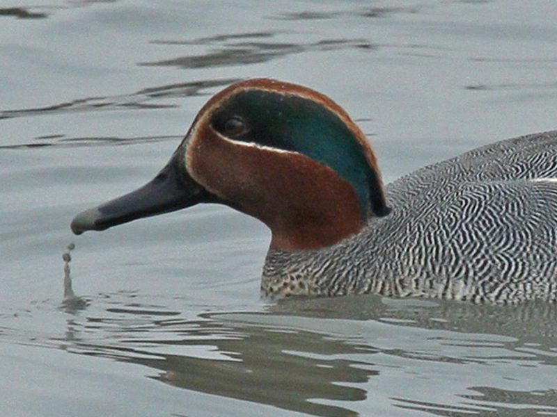 Eurasian Teal