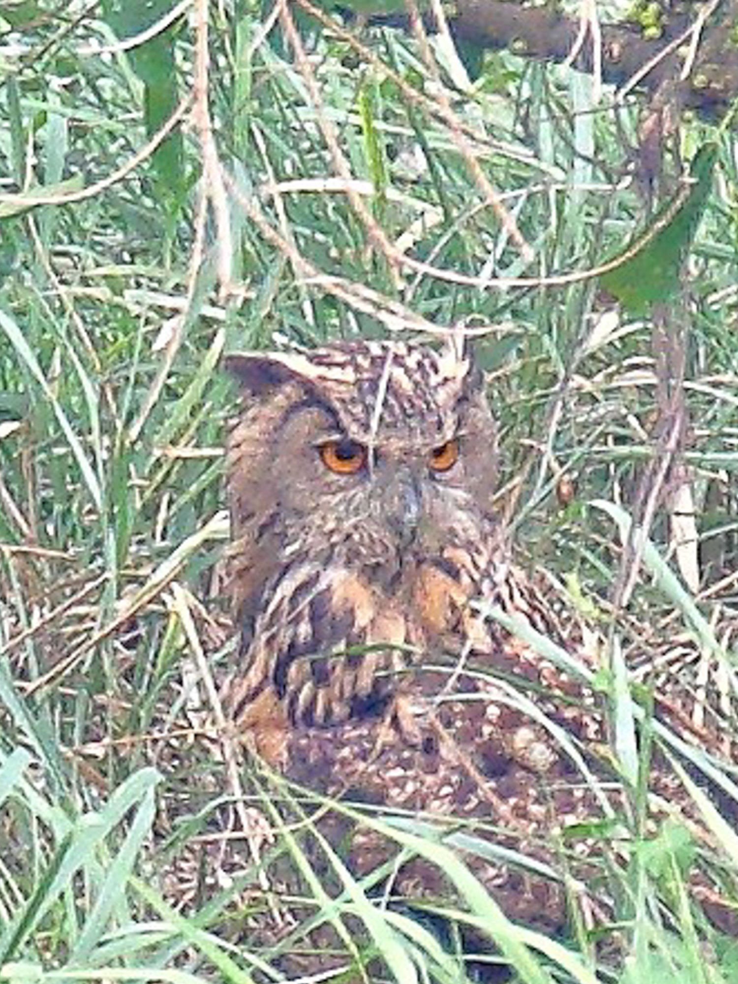 Eurasian Eagle-owl