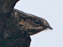 Grey Nightjar