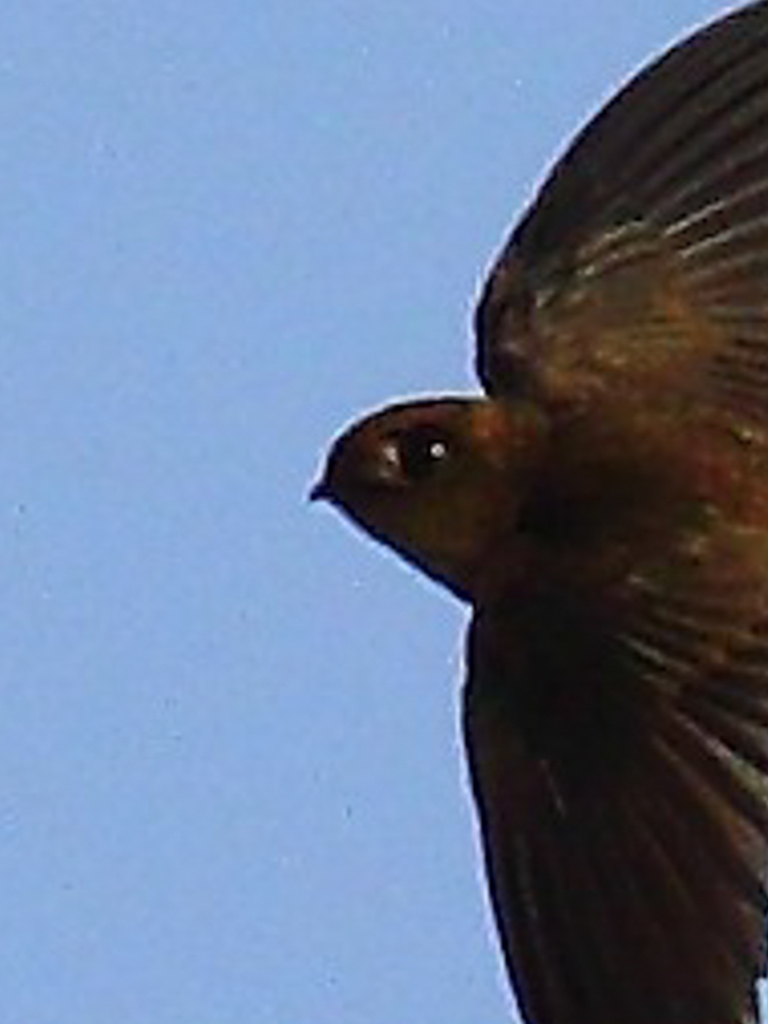 Himalayan Swiftlet