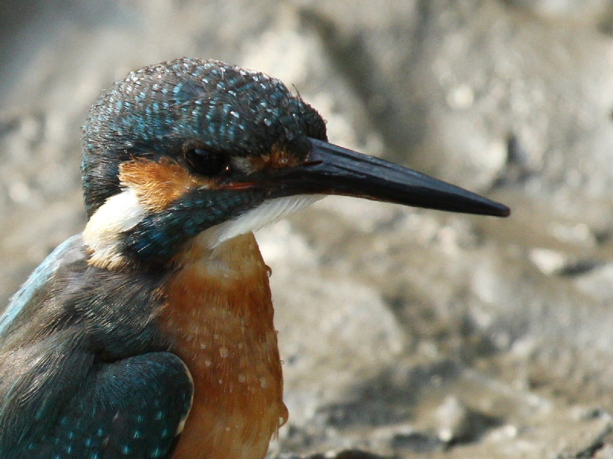 Common Kingfisher