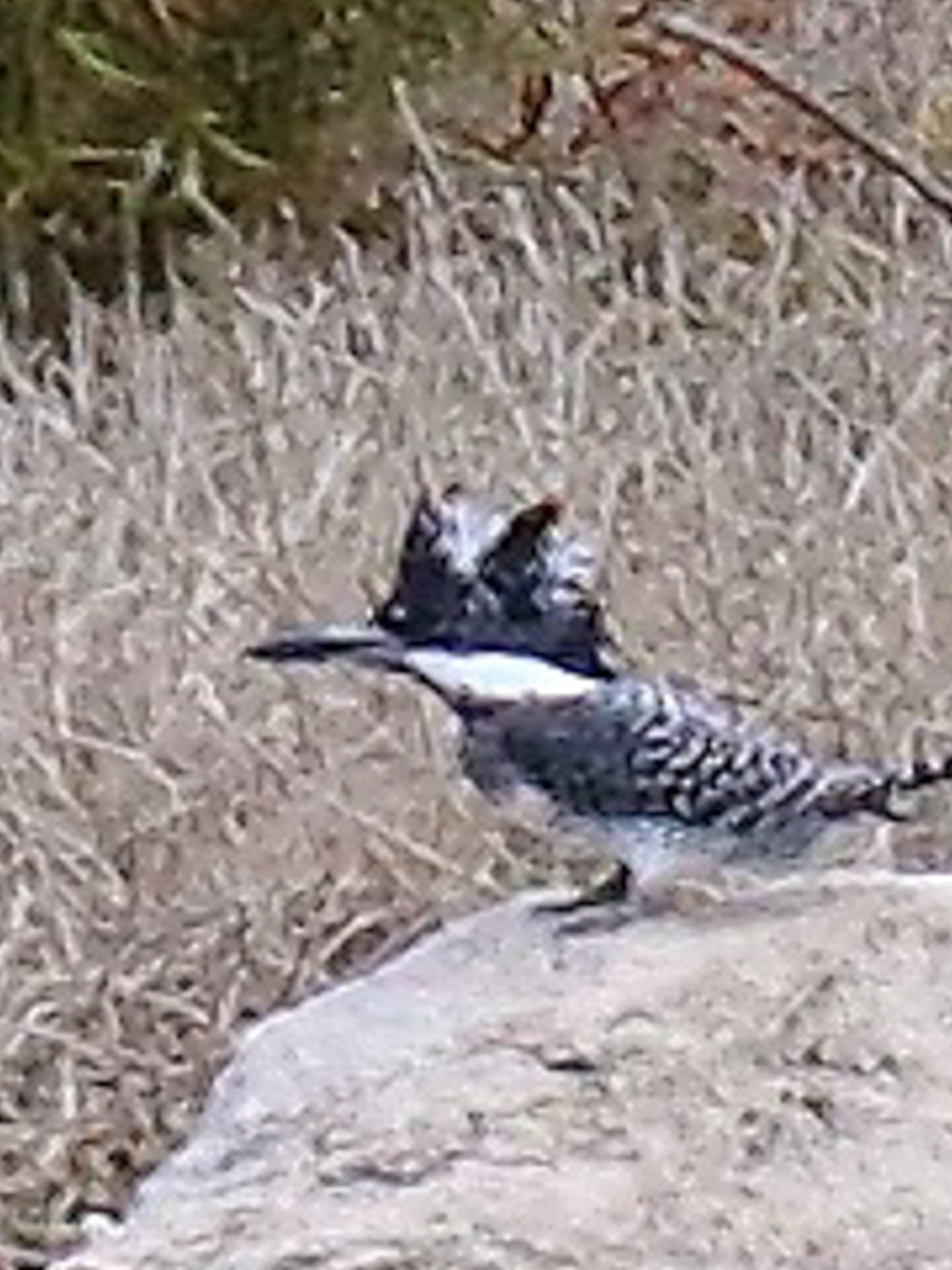 Crested Kingfisher