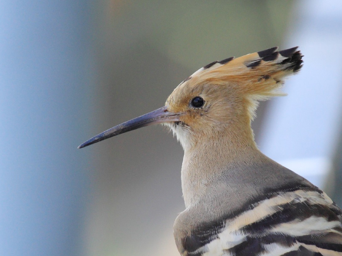 Eurasian Hoopoe