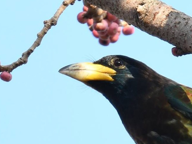 Great Barbet