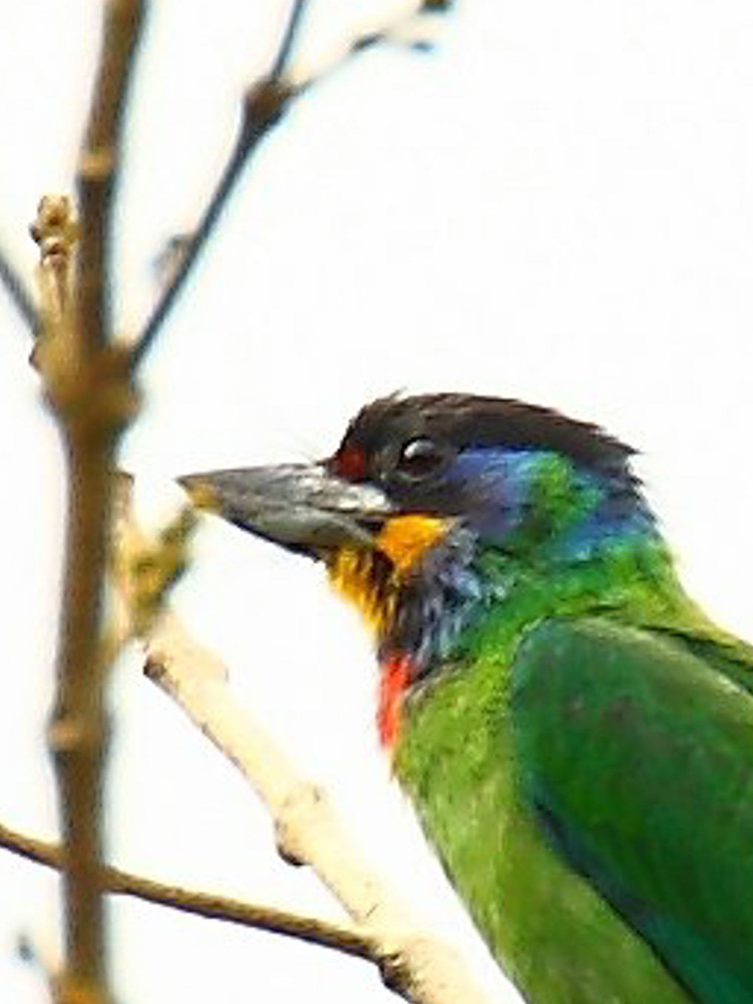 Chinese Barbet