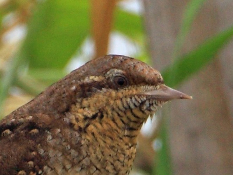 Eurasian Wryneck