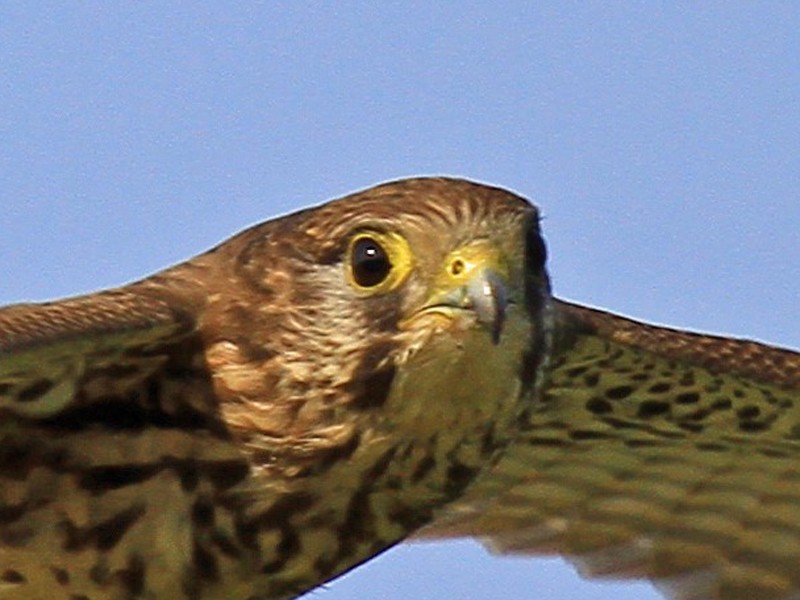 Common Kestrel