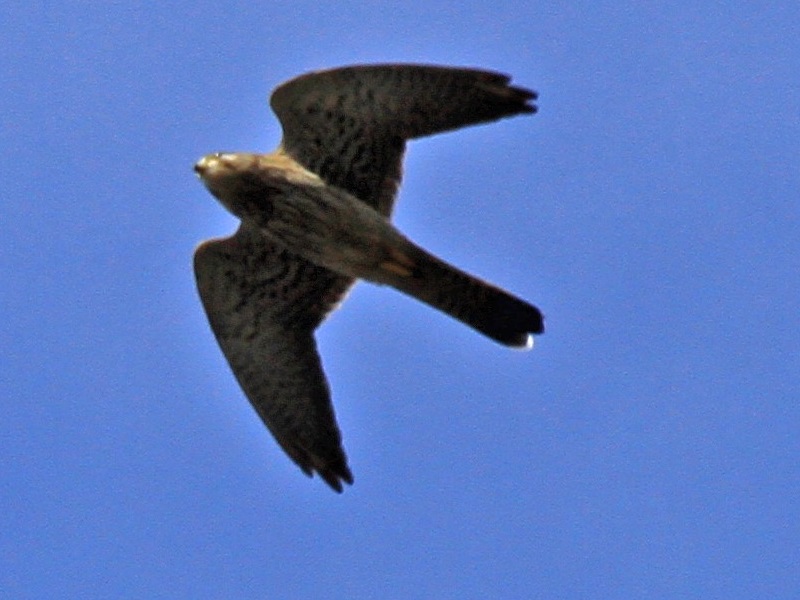 Eurasian Hobby