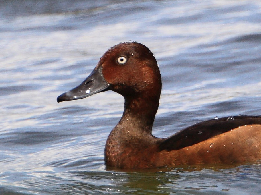 Ferruginous Duck