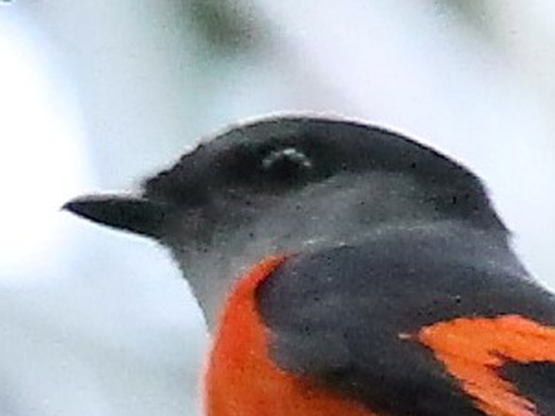 Grey-chinned Minivet