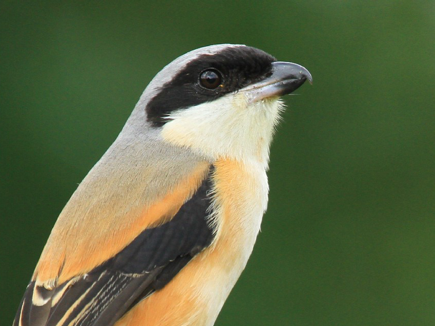 Long-tailed Shrike