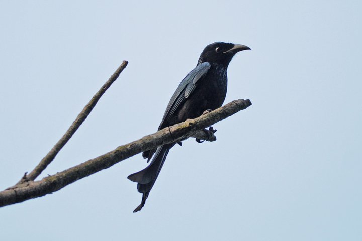 Hair-crested Drongo