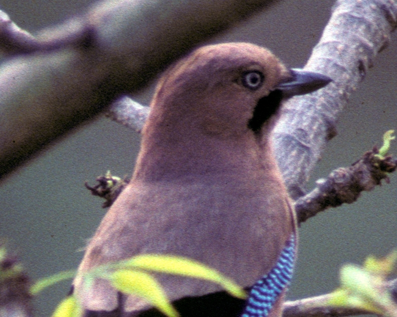 Eurasian Jay