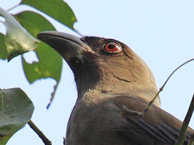 Grey Treepie