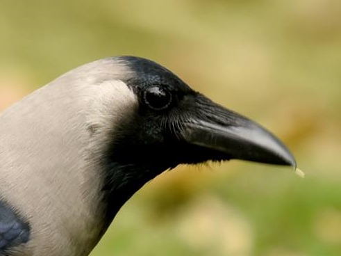 House Crow