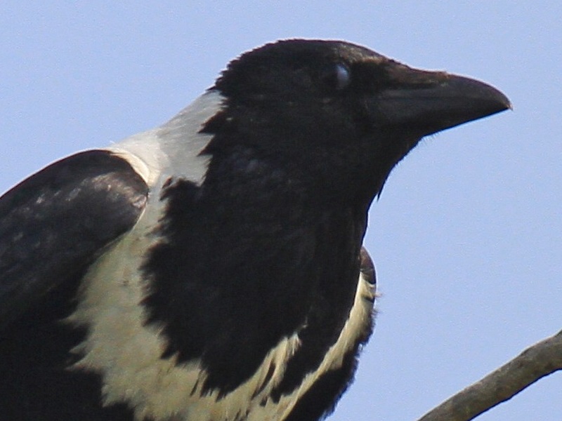 Collared Crow