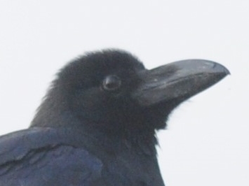 Large-billed Crow