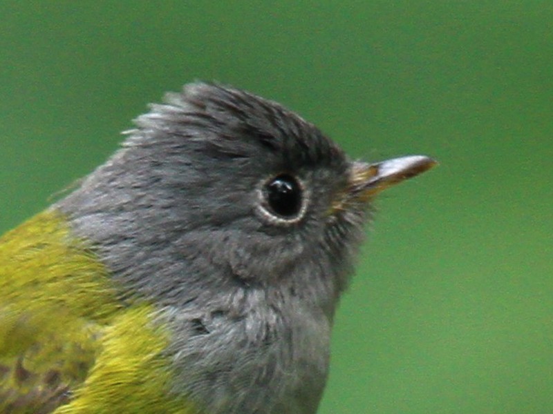 Grey-headed Canary-flycatcher