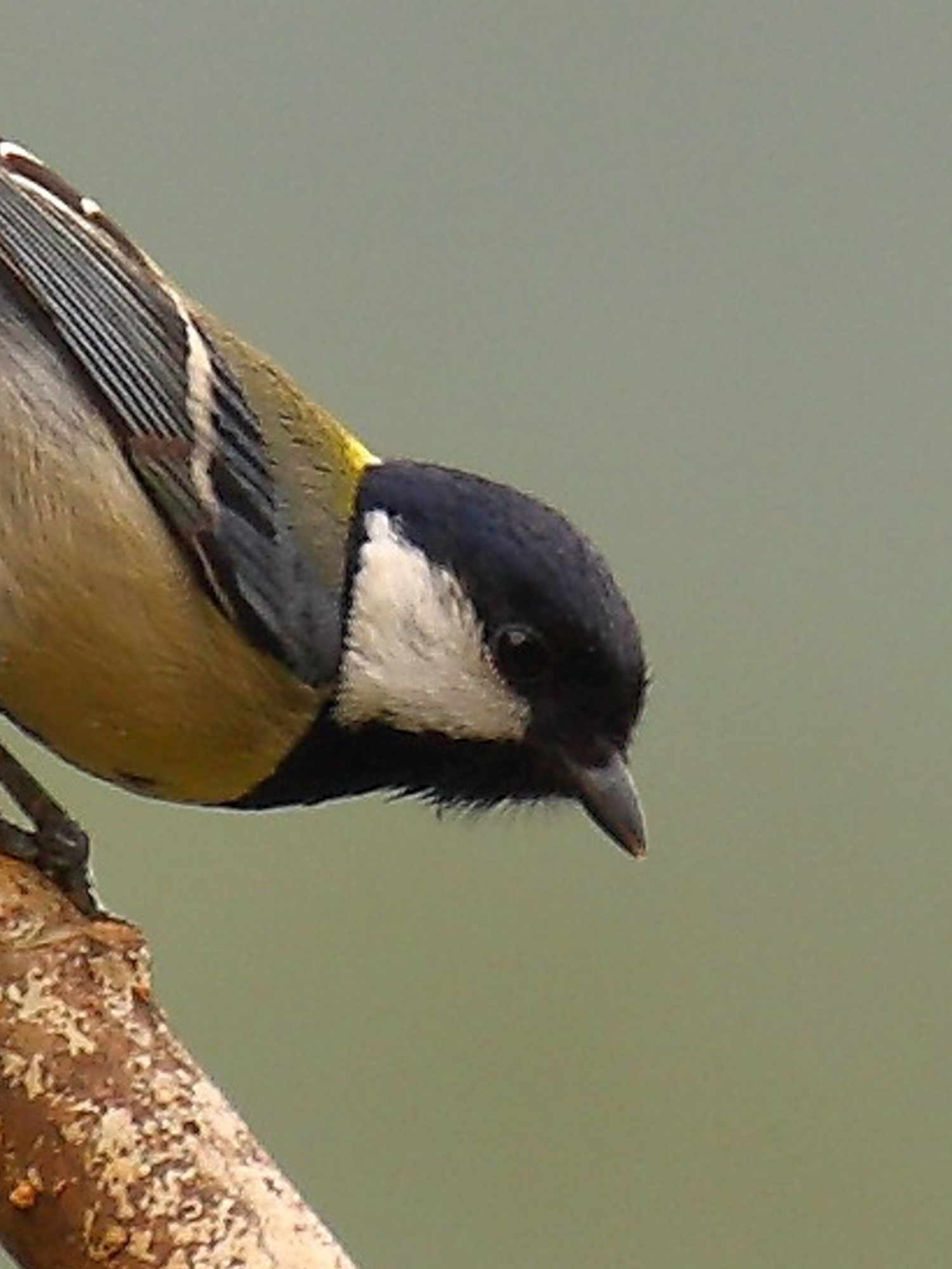 Japanese Tit