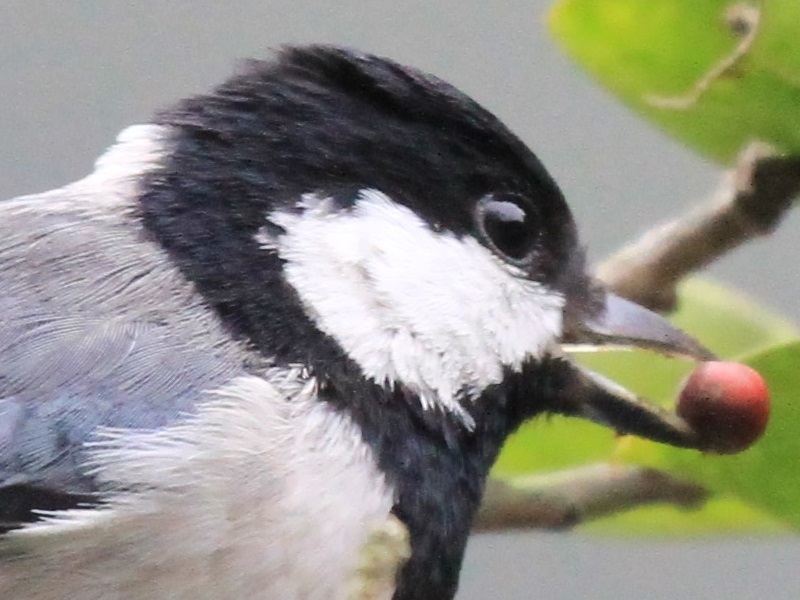 Cinereous Tit