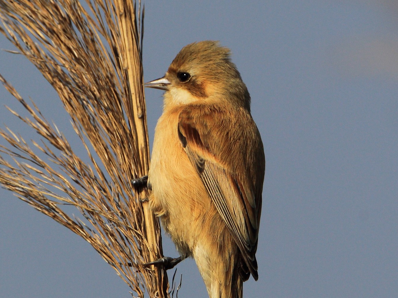 Chinese Penduline Tit