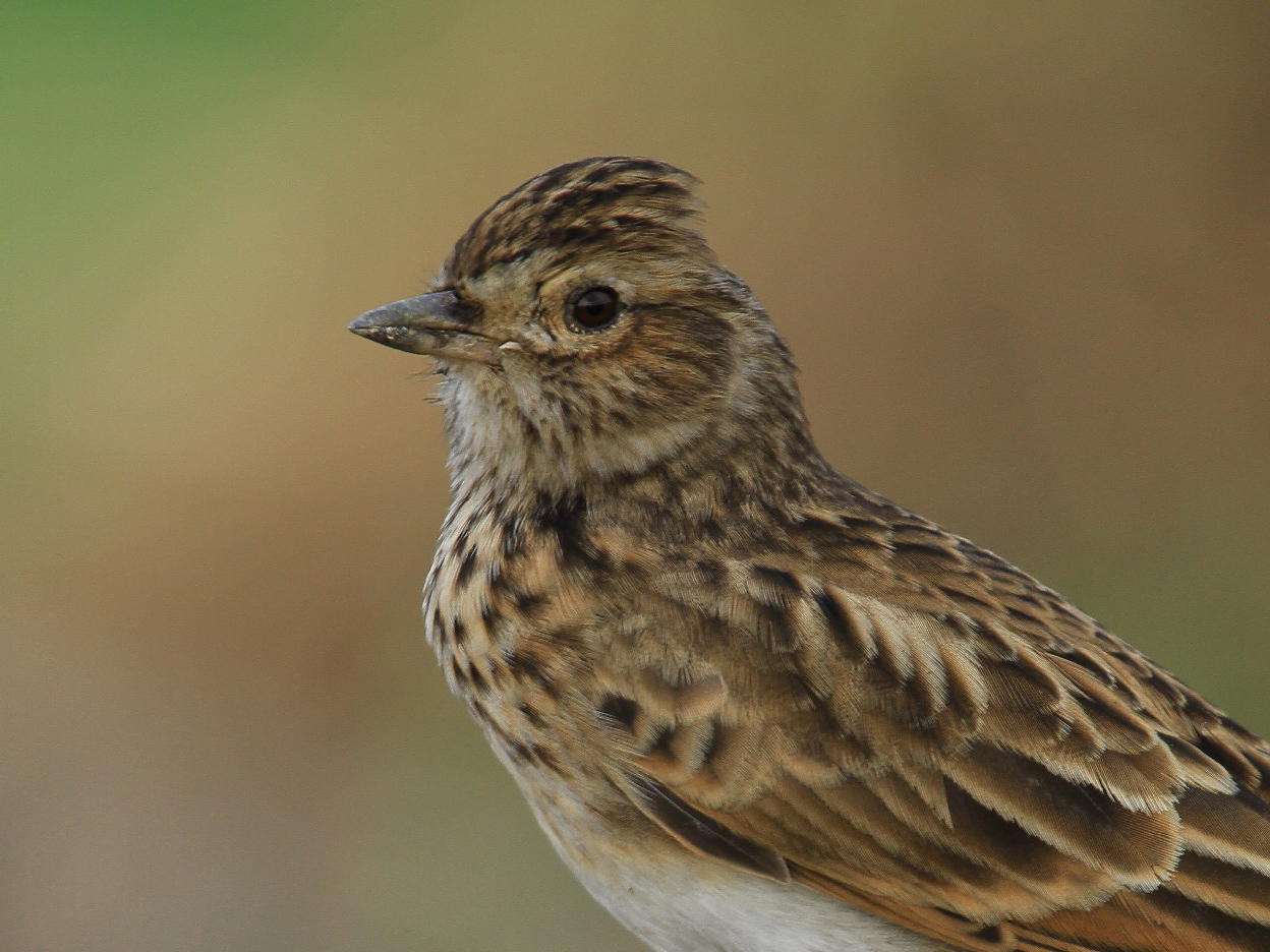 Eurasian Skylark