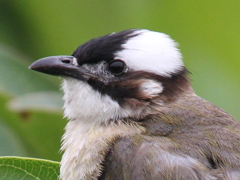 Chinese Bulbul